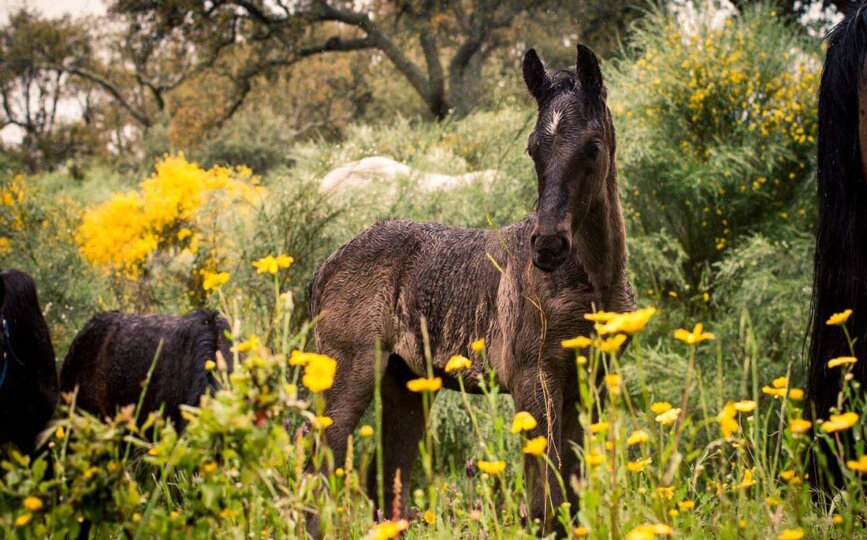 Caballos