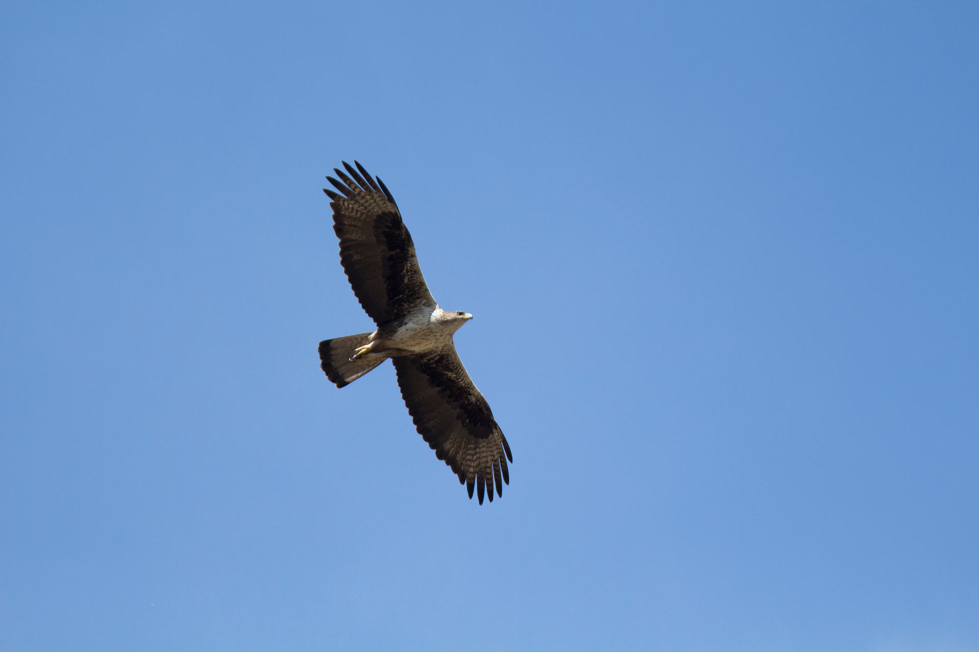 Fauna - Águila perdicera