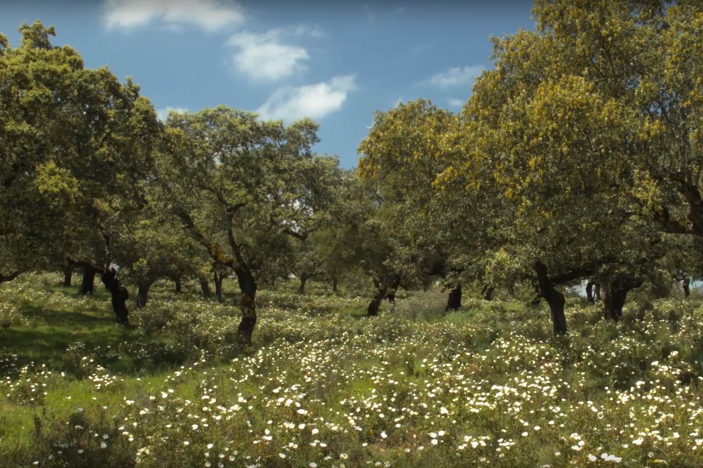 ZEPA-ZEC Sierra de San Pedro